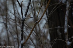 Aurantioporthe corni