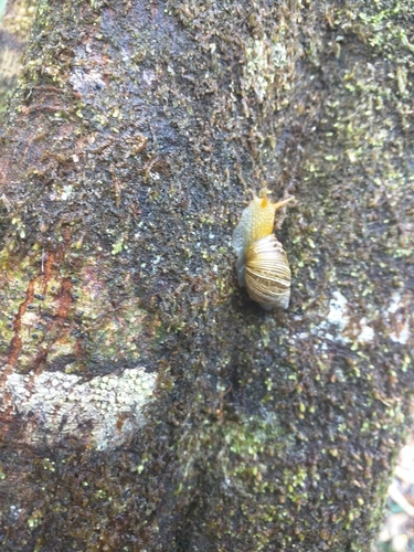 Bothriembryon tasmanicus