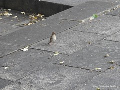 Passer domesticus
