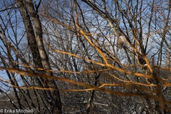 Aurantioporthe corni