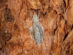 Tamopsis fickerti