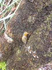 Bothriembryon tasmanicus