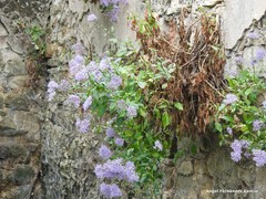 Trachelium caeruleum