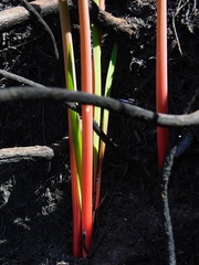 Cyrtanthus angustifolius