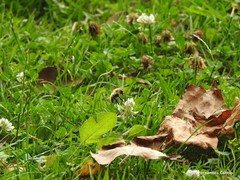 Trifolium repens
