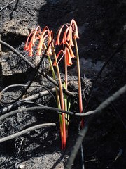 Cyrtanthus angustifolius