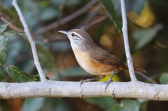 Fawn-Breasted Wren photo 4