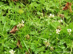 Trifolium repens