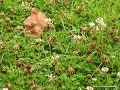 Trifolium repens