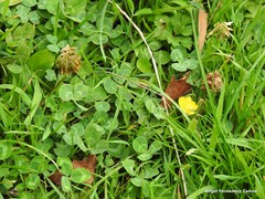 Ranunculus repens