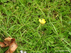 Ranunculus repens
