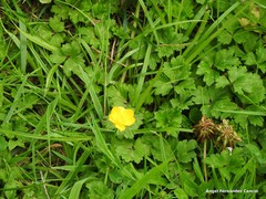 Ranunculus repens