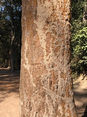 Dipterocarpus alatus