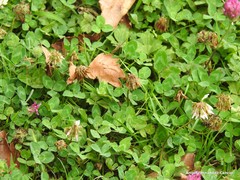 Trifolium repens