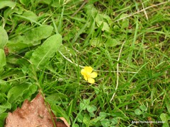 Ranunculus repens