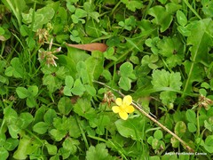 Ranunculus repens