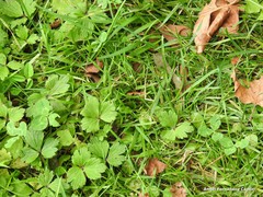 Ranunculus repens