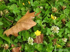 Ranunculus repens