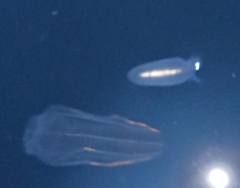 Cliopsis krohnii