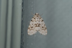 Aemene clarimaculata