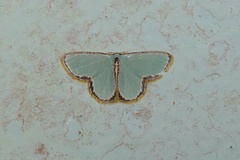 Comostola turgescens