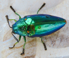 Sternocera aequisignata
