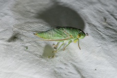 Dundubia