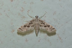 Parapoynx diminutalis