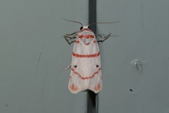 Cyana perornata