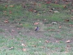 Motacilla alba