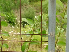 Salix caprea
