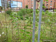 Salix caprea