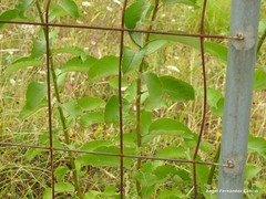 Salix caprea