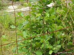 Salix caprea