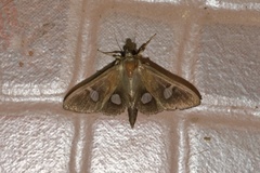 Nosophora