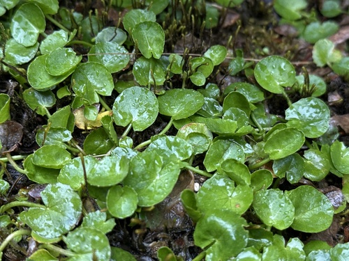 Centella asiatica iNat (2)