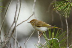 Phylloscopus bonelli