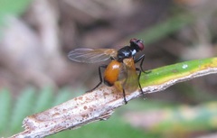 Huttonobesseria verecunda