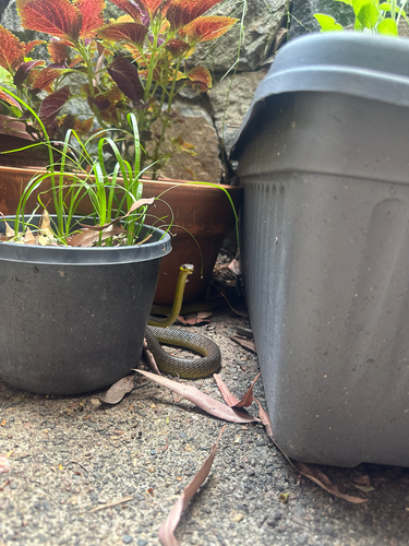 Common Tree Snake sighting