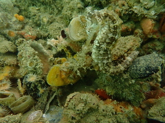 Hippocampus subelongatus