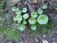 Umbilicus rupestris