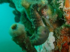 Hippocampus subelongatus