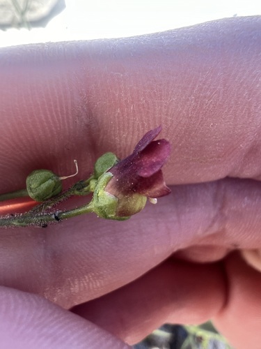 Desert Figwort (Scrophularia desertorum)