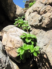 Anisomeria fruticosa