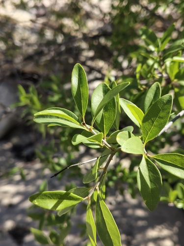 Forestiera macrocarpa (Forestiera macrocarpa)