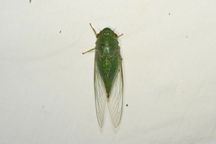 Dundubia
