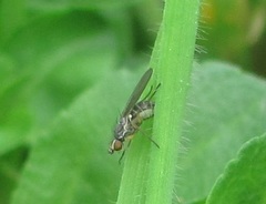 Cerodontha australis