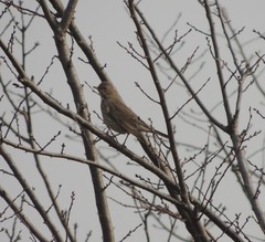 Turdus ruficollis