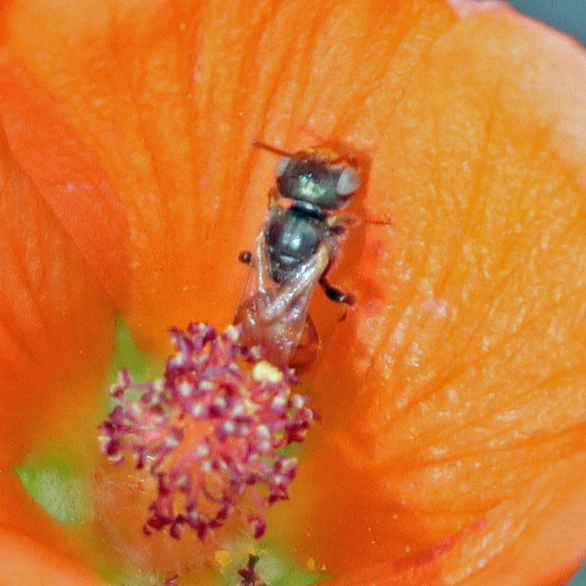 Goblin Bees from Canoa Ranch, AZ, USA on October 22, 2025 at 01:10 PM ...