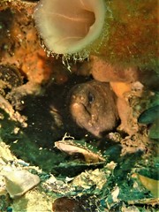 Gymnothorax pseudothyrsoideus